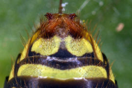 Unterseite Hinterleib / Nomada goodeniana / Feld-Wespenbiene / Apinae (Echte Bienen) / Ordnung: Hautflügler - Hymenoptera