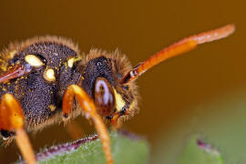 Nomada goodeniana / Feld-Wespenbiene / Apinae (Echte Bienen) / Ordnung: Hautflügler - Hymenoptera
