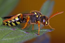 Nomada goodeniana / Feld-Wespenbiene / Apinae (Echte Bienen) / Ordnung: Hautflgler - Hymenoptera