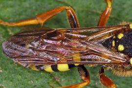 Nomada goodeniana / Feld-Wespenbiene / Apinae (Echte Bienen) / Ordnung: Hautflgler - Hymenoptera