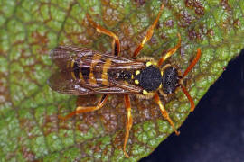 Nomada goodeniana / Feld-Wespenbiene / Apinae (Echte Bienen) / Ordnung: Hautflgler - Hymenoptera