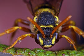 Gesicht frontal / Nomada goodeniana / Ohne deutschen Namen / Apinae (Echte Bienen) / Ordnung: Hautflgler - Hymenoptera