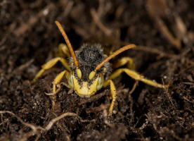 Nomada lathburiana / Rothaarige Wespenbiene / Apidae (Echte Bienen) / Ordnung: Hautflgler - Hymenoptera