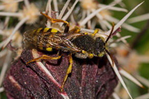 Nomada lathburiana / Rothaarige Wespenbiene / Apidae (Echte Bienen) / Ordnung: Hautflgler - Hymenoptera