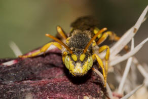 Nomada lathburiana / Rothaarige Wespenbiene / Apidae (Echte Bienen) / Ordnung: Hautflgler - Hymenoptera