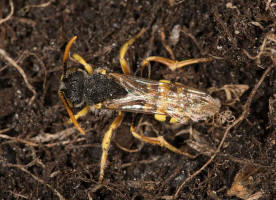 Nomada lathburiana / Rothaarige Wespenbiene / Apidae (Echte Bienen) / Ordnung: Hautflgler - Hymenoptera