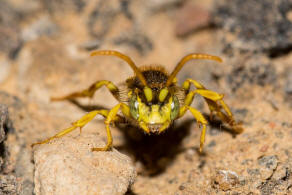 Nomada lathburiana / Rothaarige Wespenbiene / Apidae (Echte Bienen) / Ordnung: Hautflgler - Hymenoptera