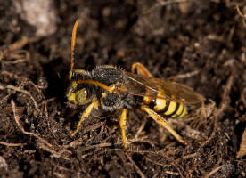 Nomada lathburiana / Rothaarige Wespenbiene / Apidae (Echte Bienen) / Ordnung: Hautflgler - Hymenoptera