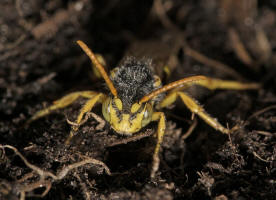 Nomada lathburiana / Rothaarige Wespenbiene / Apidae (Echte Bienen) / Ordnung: Hautflgler - Hymenoptera