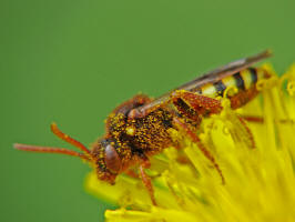 Nomada lathburiana / Rothaarige Wespenbiene / Apidae (Echte Bienen) / Ordnung: Hautflgler - Hymenoptera