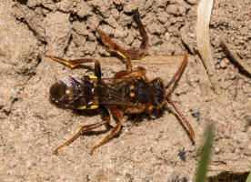 Nomada lathburiana / Rothaarige Wespenbiene / Apidae (Echte Bienen) / Ordnung: Hautflgler - Hymenoptera