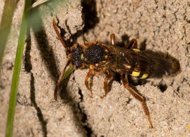 Nomada lathburiana / Rothaarige Wespenbiene / Apidae (Echte Bienen) / Ordnung: Hautflgler - Hymenoptera