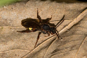 Nomada leucophthalma / Frhe Wespenbiene / Apidae (Echte Bienen) / Ordnung: Hautflgler - Hymenoptera