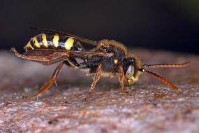 Nomada marshamella / Wiesen-Wespenbiene / Apinae (Echte Bienen) / Ordnung: Hautflgler - Hymenoptera