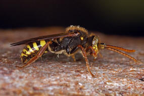 Nomada marshamella / Wiesen-Wespenbiene / Apinae (Echte Bienen) / Ordnung: Hautflgler - Hymenoptera