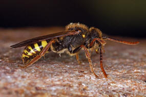 Nomada marshamella / Wiesen-Wespenbiene / Apinae (Echte Bienen) / Ordnung: Hautflgler - Hymenoptera