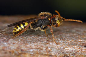 Nomada marshamella / Wiesen-Wespenbiene / Apinae (Echte Bienen) / Ordnung: Hautflgler - Hymenoptera