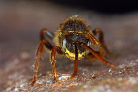 Nomada marshamella / Wiesen-Wespenbiene / Apinae (Echte Bienen) / Ordnung: Hautflgler - Hymenoptera