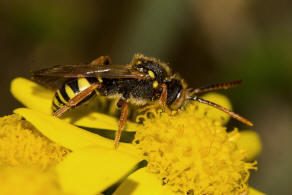 Nomada marshamella / Wiesen-Wespenbiene / Apinae (Echte Bienen) / Ordnung: Hautflgler - Hymenoptera