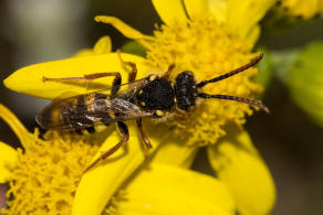 Nomada marshamella / Wiesen-Wespenbiene / Apinae (Echte Bienen) / Ordnung: Hautflgler - Hymenoptera