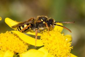 Nomada marshamella / Wiesen-Wespenbiene / Apinae (Echte Bienen) / Ordnung: Hautflgler - Hymenoptera