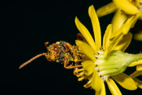 Nomada marshamella / Wiesen-Wespenbiene / Apinae (Echte Bienen) / Ordnung: Hautflgler - Hymenoptera