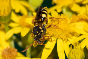 Nomada marshamella / Wiesen-Wespenbiene / Apinae (Echte Bienen) / Ordnung: Hautflgler - Hymenoptera