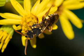 Nomada marshamella / Wiesen-Wespenbiene / Apinae (Echte Bienen) / Ordnung: Hautflgler - Hymenoptera