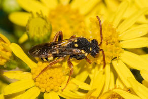 Nomada marshamella / Wiesen-Wespenbiene / Apinae (Echte Bienen) / Ordnung: Hautflgler - Hymenoptera