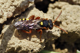 Nomada bifasciata / Rotbuchige Wespenbiene / Apinae (Echte Bienen) / Ordnung: Hautflgler - Hymenoptera