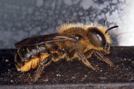 Osmia aurulenta / Goldene Schneckenhaus-Mauerbiene / Megachilinae ("Blattschneiderbienenartige") / Hautflgler - Hymenoptera