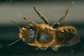 Osmia aurulenta / Goldene Schneckenhaus-Mauerbiene / Megachilinae ("Blattschneiderbienenartige") / Hautflgler - Hymenoptera