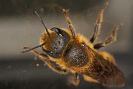 Osmia aurulenta / Goldene Schneckenhaus-Mauerbiene / Megachilinae ("Blattschneiderbienenartige") / Hautflgler - Hymenoptera