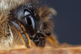 Osmia bicornis / Rote Mauerbiene (syn. Osmia rufa) / Megachilinae ("Blattschneiderbienenartige")