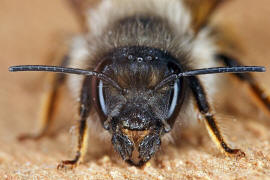 Osmia bicornis / Rote Mauerbiene (syn. Osmia rufa) / Megachilinae ("Blattschneiderbienenartige")