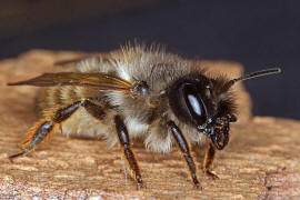 Osmia bicornis / Rote Mauerbiene (syn. Osmia rufa) / Megachilinae ("Blattschneiderbienenartige")