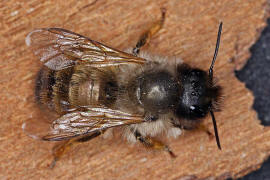 Osmia bicornis / Rote Mauerbiene (syn. Osmia rufa) / Megachilinae ("Blattschneiderbienenartige")