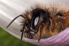 Osmia bicornis / Rote Mauerbiene (syn. Osmia rufa) / Megachilinae ("Blattschneiderbienenartige")