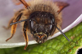 Osmia bicornis / Rote Mauerbiene (syn. Osmia rufa) / Megachilinae ("Blattschneiderbienenartige")
