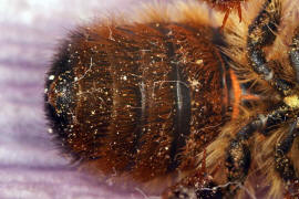 Osmia bicornis / Rote Mauerbiene (syn. Osmia rufa) (Sammelbrtse)  / Megachilinae ("Blattschneiderbienenartige")