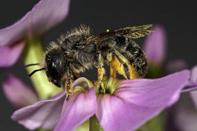 Osmia brevicornis / Schterich-Mauerbiene / Megachilinae ("Blattschneiderbienenartige") / Hautflgler - Hymenoptera