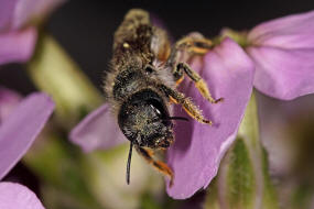 Osmia brevicornis / Schterich-Mauerbiene / Megachilinae ("Blattschneiderbienenartige") / Hautflgler - Hymenoptera