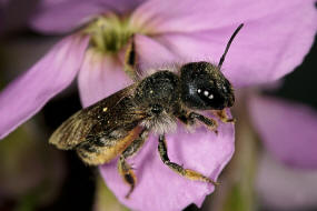 Osmia brevicornis / Schterich-Mauerbiene / Megachilinae ("Blattschneiderbienenartige") / Hautflgler - Hymenoptera