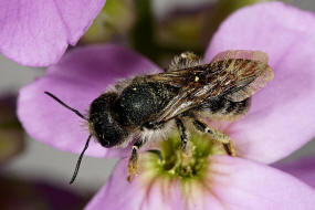 Osmia brevicornis / Schterich-Mauerbiene / Megachilinae ("Blattschneiderbienenartige") / Hautflgler - Hymenoptera