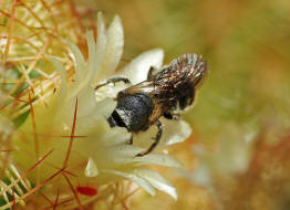 Osmia caerulescens / Blaugrne Mauerbiene / Megachilinae ("Blattschneiderbienenartige") / Hautflgler - Hymenoptera