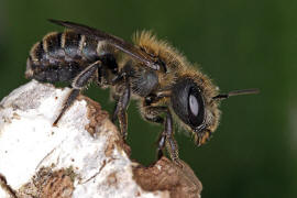 Osmia caerulescens / Blaugrne Mauerbiene / Megachilinae ("Blattschneiderbienenartige") / Hautflgler - Hymenoptera