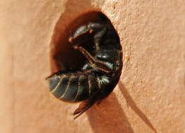 Osmia caerulescens / Blaugrne Mauerbiene / Megachilinae ("Blattschneiderbienenartige") / Hautflgler - Hymenoptera