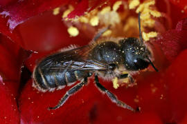 Osmia caerulescens / Blaugrüne Mauerbiene / Megachilinae ("Blattschneiderbienenartige") / Hautflügler - Hymenoptera