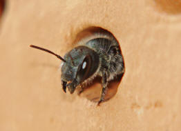 Osmia caerulescens / Blaugrne Mauerbiene / Megachilinae ("Blattschneiderbienenartige") / Hautflgler - Hymenoptera