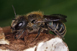 Osmia caerulescens / Blaugrüne Mauerbiene / Megachilinae ("Blattschneiderbienenartige") / Hautflügler - Hymenoptera
